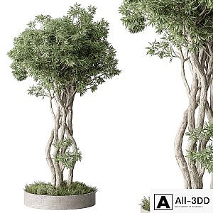 Outdoor Plants 528 - Tree in Pot