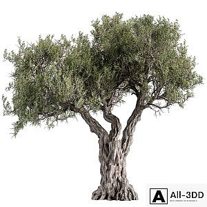 Tree Olive - Set 195