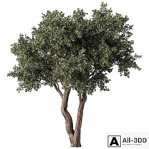 Tree No.59
