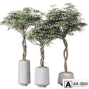 HQ HousePlants Schefflera Arboricola Umbrella Set02