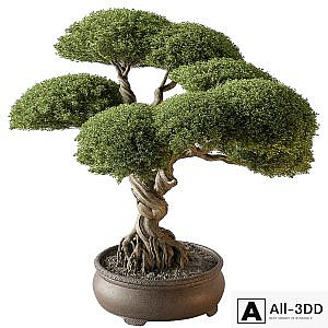 Indoor Plant 639 -Bonsai
