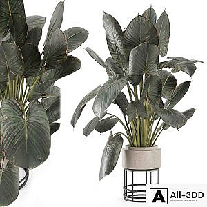 Indoor Plants in Handmade Stone Pots - Set 2048