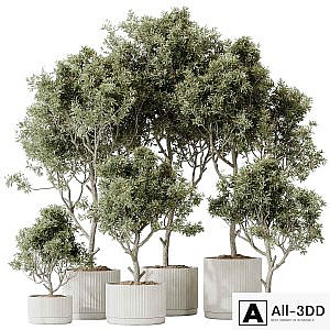 HQ HousePlants Mission Kalamata Leccino Arbequina Wilsonii Chemlali Olive Set 25