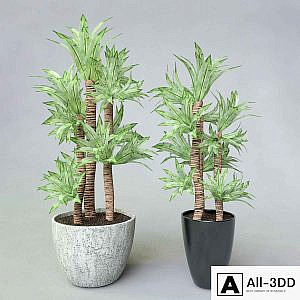 Potted plant