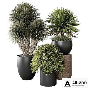 Indoor Plant 03