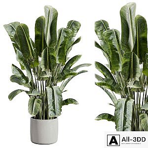 indoor plant 512