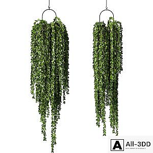 Hanging Plant Indoor Set.241