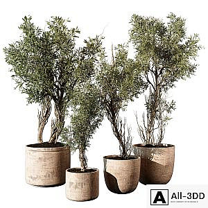 Outdoor Plant 207