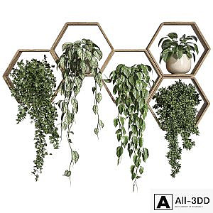 Plants on Shelf 31
