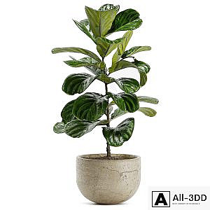 Indoor Plant Set 168 - Fiddle Leaf Fig