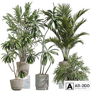 AV Indoor Plants Set 396 Dypsis Lutescens and Ficus Cyathistipula and Cyara Areca Palm