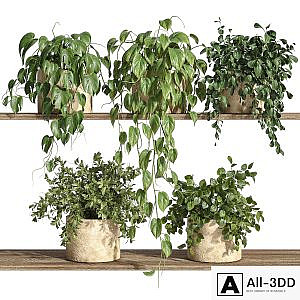 Plants on Shelf 32